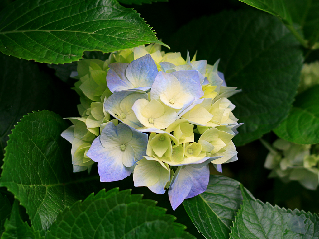 202206221154367978973_hydrangeas.jpg