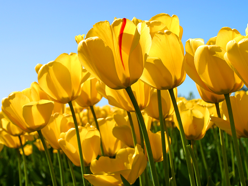 202207061935306937910_tulips.jpg