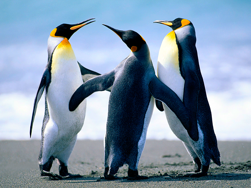 20220706193530887228_penguins.jpg
